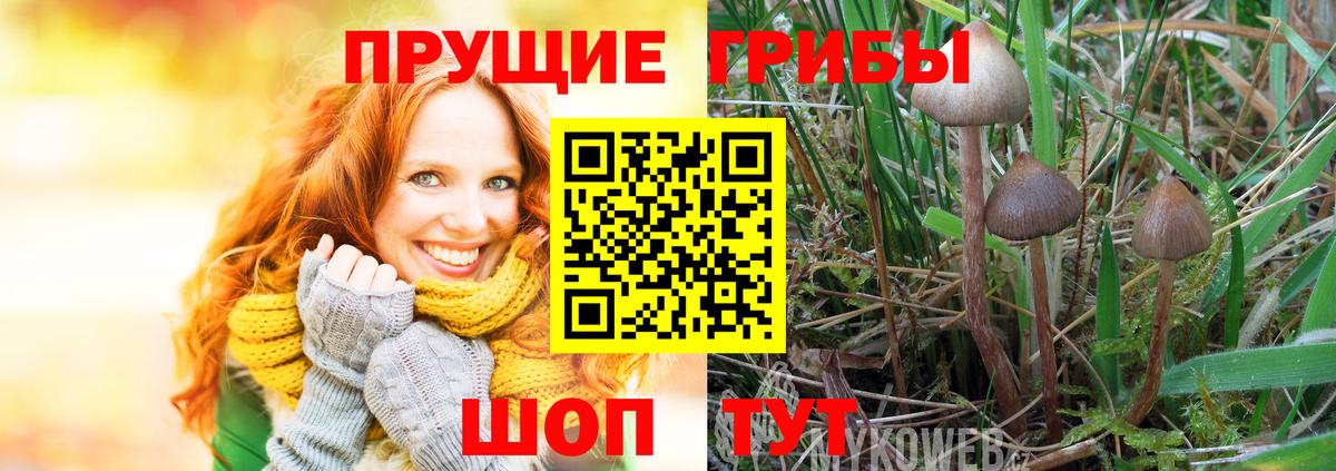 Псилоцибиновые грибы Psilocybe  Вход с VPN  Новочеркасск 